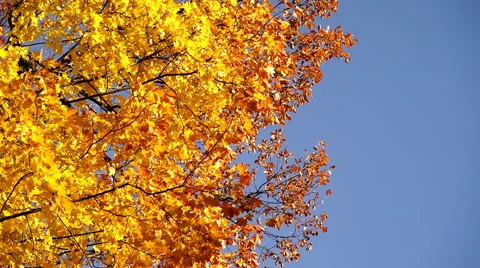 Autumn leaves on tree. 스톡 동영상 67581212