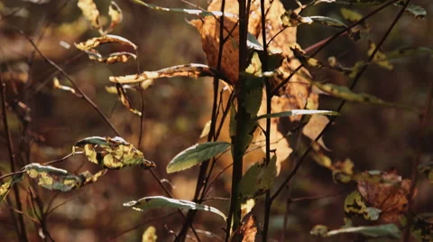 Autumn leaves on tree Stock Footage 68756597