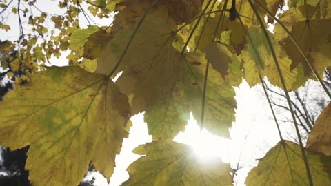 Autumn leaves on a  tree Stock Footage 170516367