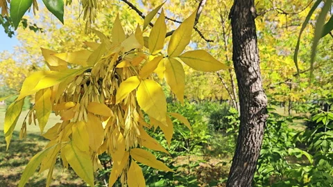 Autumn Leaves On A Tree Stock Footage 250626228