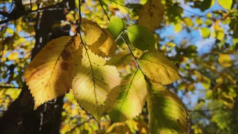 Autumn Leaves On Tree Stock Footage 285956154