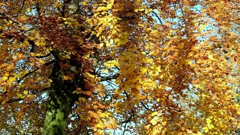 Autumn Leaves on Tree Stock Footage 293502609
