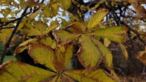 Autumn leaves on the tree Stock Footage 295068857