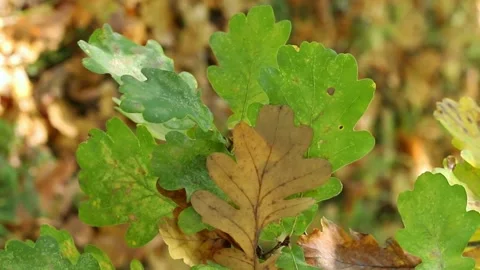 Autumn leaves on a tree Stock-Footage 319688248
