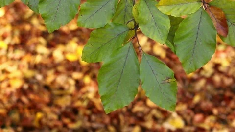 Autumn leaves on a tree Stock Footage 320189513