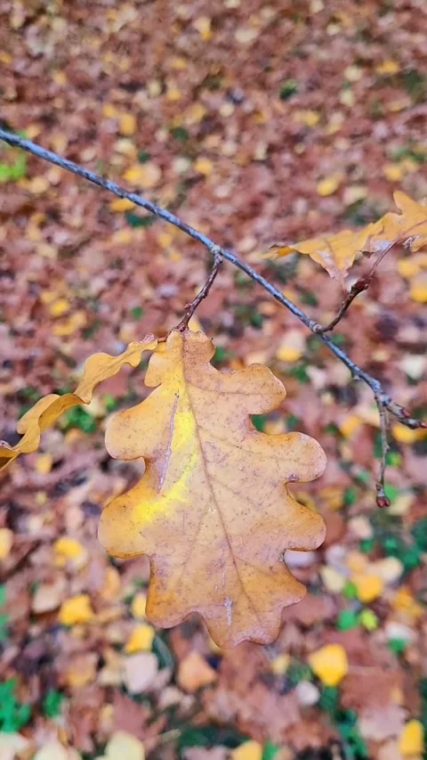 Autumn leaves on a tree Stock Footage 320558708