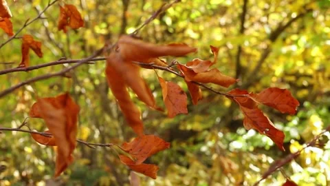 Autumn leaves on a tree Video stock 321084200