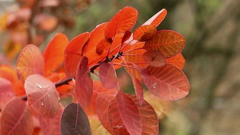 Autumn leaves on a tree Stock Footage 321136757