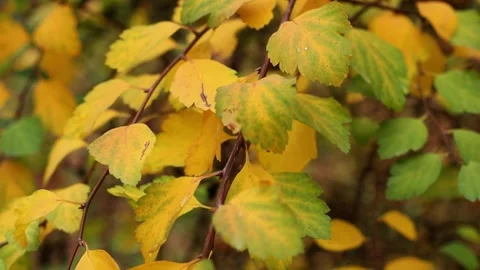 Autumn leaves on a tree Stock Footage 321136777