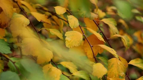 Autumn leaves on a tree Stock Footage 321136779