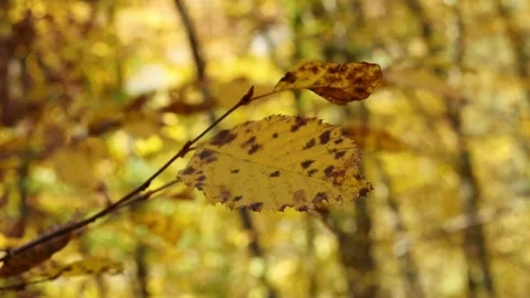 Autumn leaves on a tree Stock Footage 321136823