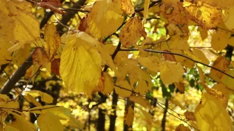 Autumn leaves on a tree Stock Footage 321136824