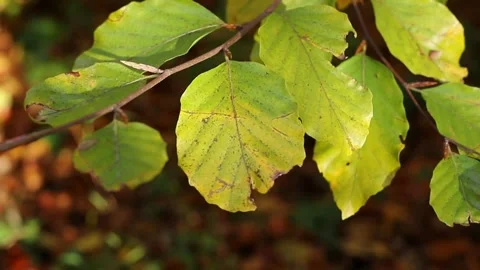Autumn leaves on a tree Stock Footage 321136826