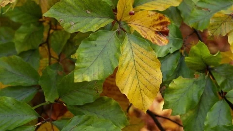 Autumn leaves on a tree Stock Footage 321136854