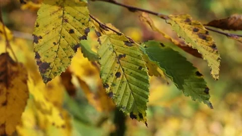 Autumn leaves on a tree Stock Footage 321136855