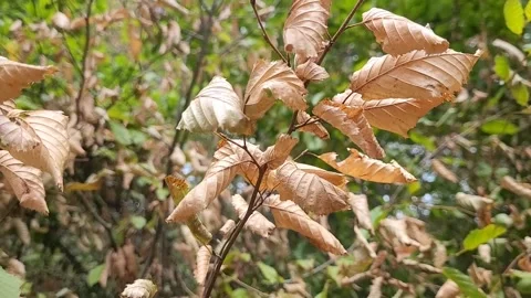 Autumn leaves on the tree Stock Footage 345426586