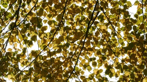 Autumn leaves on a tree, Germany Stock Footage 119774683