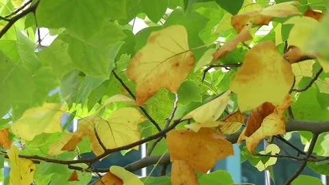 Autumn. Leaves. Tree. Maple Video stock 85093667
