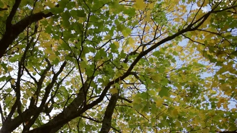 Autumn leaves tree motion Stock-Footage 141928951
