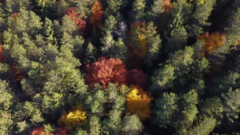 Autumn leaves on a tree in nature. Fall. Beautiful colors of the season change. Stock Footage 273365340