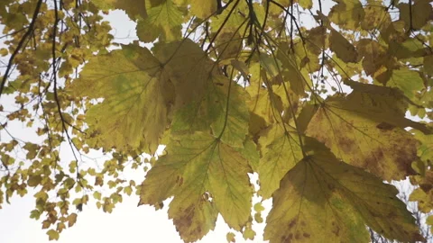 Autumn leaves, tree in October. The camera moves through the leaves from below. Video stock 170516257