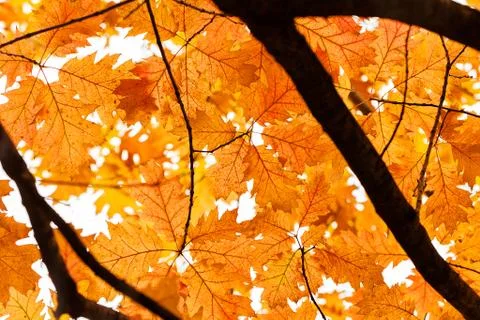 Autumn leaves on the tree Stock Photos