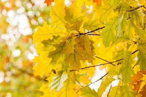 Autumn leaves on the tree Stock Photos