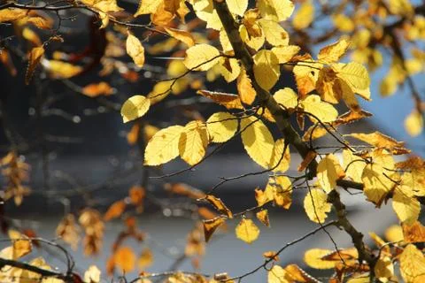 Autumn leaves of a tree Stock-Fotos