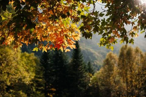 Autumn leaves on a tree Stock Photos