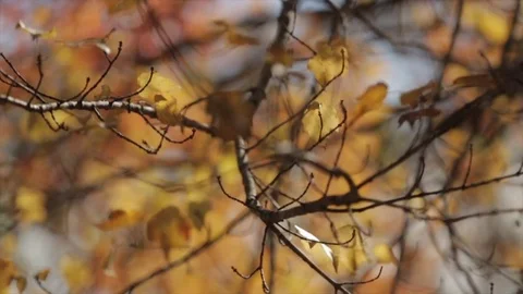 Autumn leaves tree rack focus Stock Footage 83351967