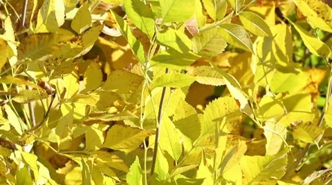 Autumn leaves on a tree rustling in the wind Stock Footage 8772848