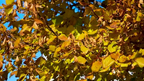 Autumn leaves on a tree in sunlight. Video stock 341789939