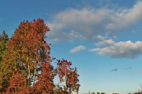 Autumn leaves on tree under cloudy blue sky Stock Photos