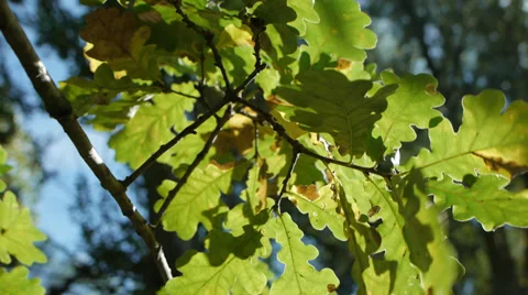 Autumn leaves on tree in wind Video stock 32200548