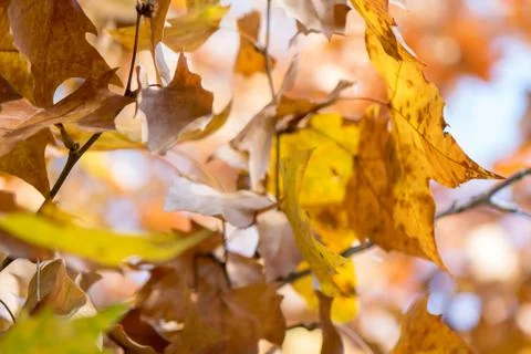 Autumn leaves on a tree´s branches. Stock Photos