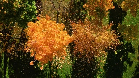 Autumn leaves on trees, creating a vibrant carpet of foliage Vídeo Stock 286356255