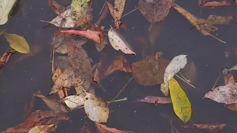 Autumn - leaves of trees fall into a puddle Stock Footage 95943955