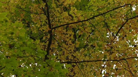 Autumn leaves on trees Video stock 82393018