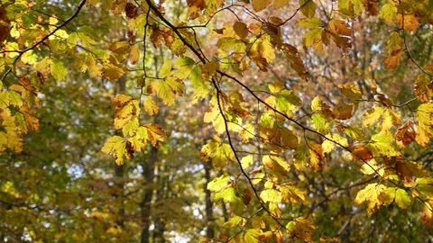 Autumn Leaves on Trees. Stock Footage 254525693