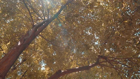 Autumn Leaves on trees in the forest.  Stock Footage 139066299