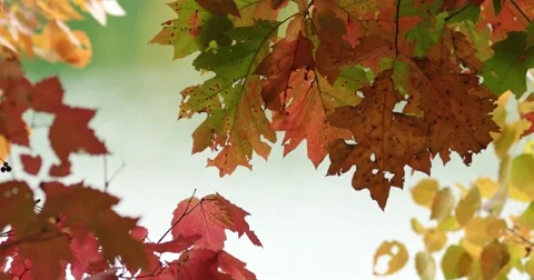 Autumn Leaves on Trees with Wind, static shot Stock Footage 66884861