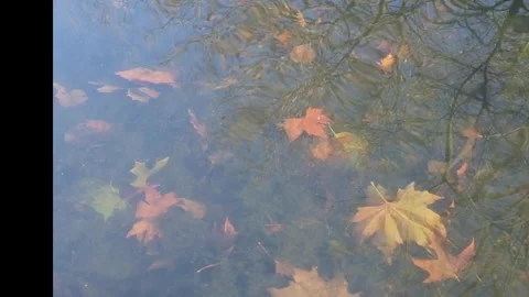 Autumn Leaves Under Water Stock Footage 293501063