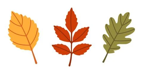 Autumn Leaves Vector Element Set Hand Drawn Flat Style Foliage Stock Illustration