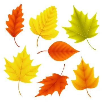 Autumn leaves vector set for fall seasonal elements with maple Stockillustratie