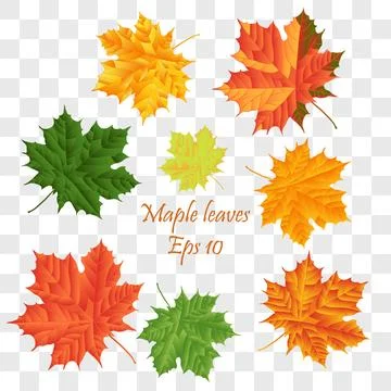 Autumn leaves vector set for fall seasonal elements with maple and oak leaf.. 스톡 일러스트