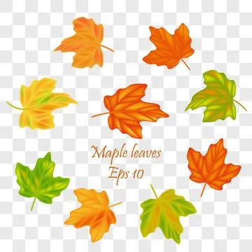Autumn leaves vector set for fall seasonal elements with maple and oak leaf.. 스톡 일러스트