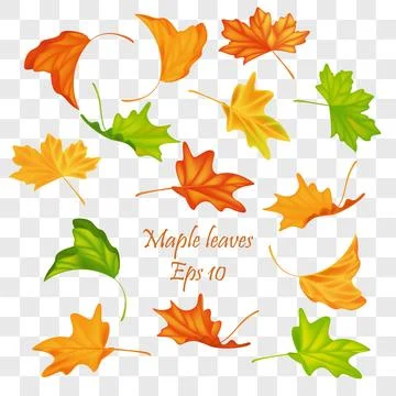 Autumn leaves vector set for fall seasonal elements with maple and oak leaf.. Stockillustratie