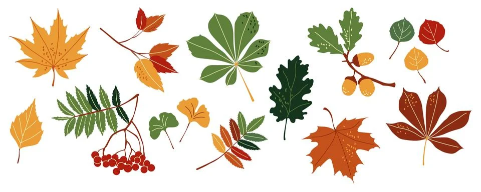 Autumn leaves vector set with maple oak chestnut rowan and ginkgo biloba fo.. イラスト素材