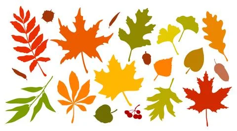 Autumn leaves vector silhouettes set with colorful fall foliage. Isolated fla Stock Illustration