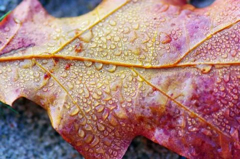 Autumn leaves with water  drop on the leaf Stock Photos